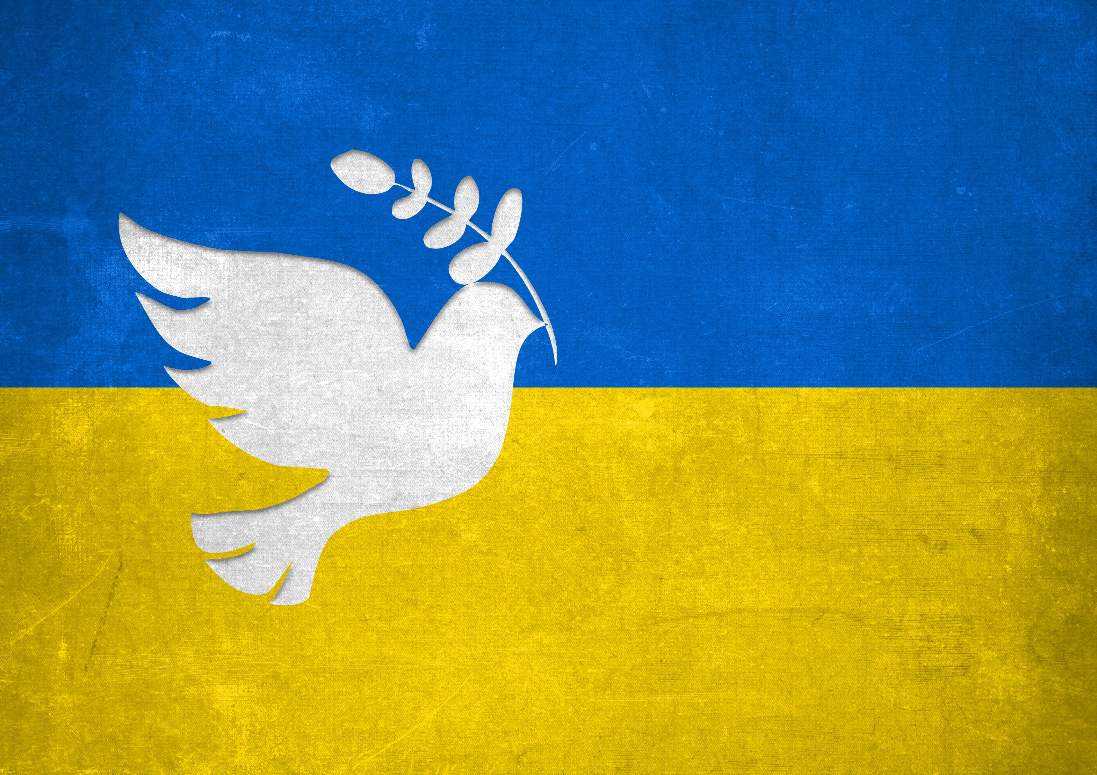 Eine Friedenstaube auf der ukrainischen Flagge.