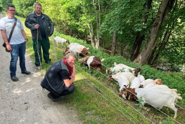 Schäfer Florian Kaiser sowie Markus Kuch und Alrun Uebing vom Sachgebiet Umwelt bei den Ziegen.