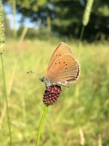 Schmetterling auf einem Wiesenknopf