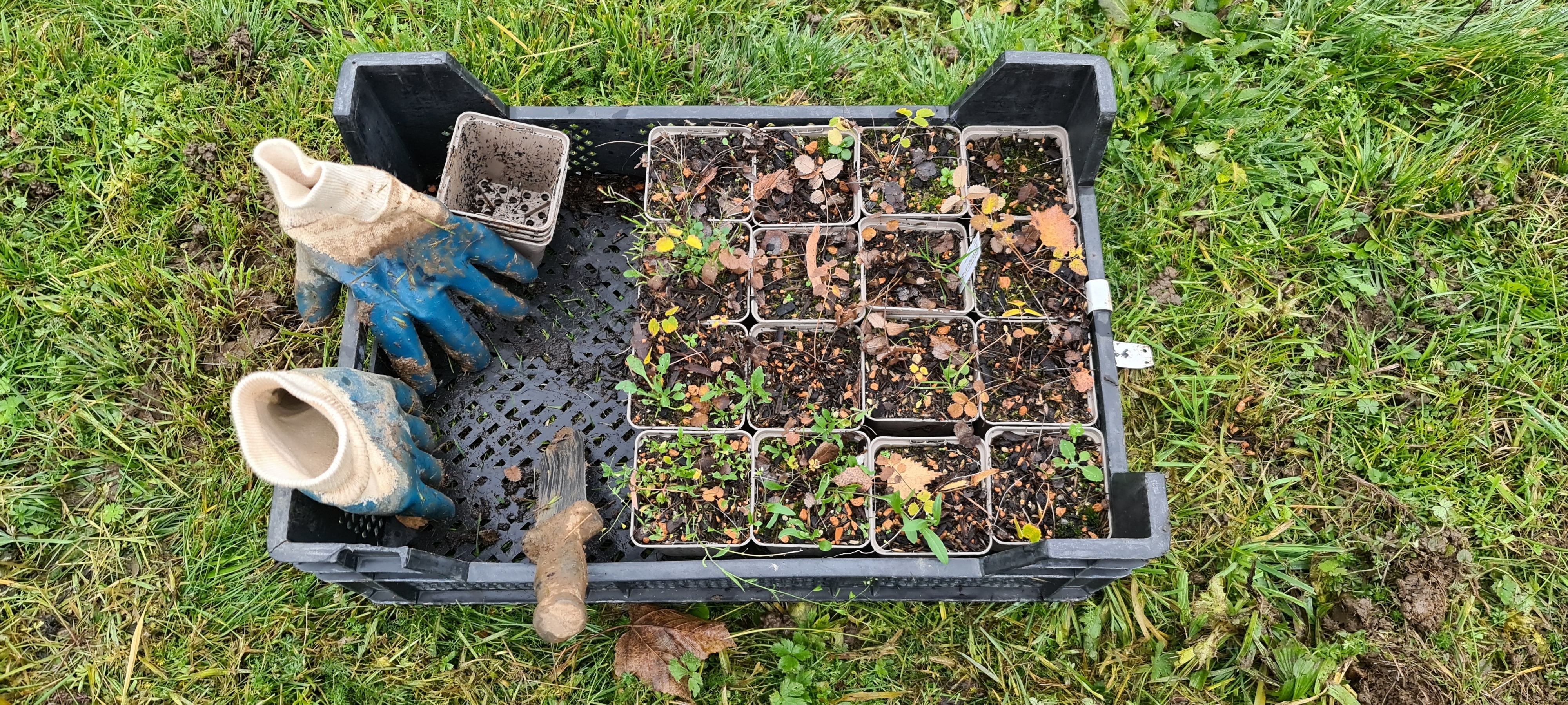 Die Pflanzen des Großen Wiesenknopfes.