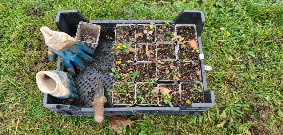 Die Pflanzen des Großen Wiesenknopfes.