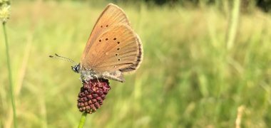Ein Wiesenknopf-Ameisenbläuling.