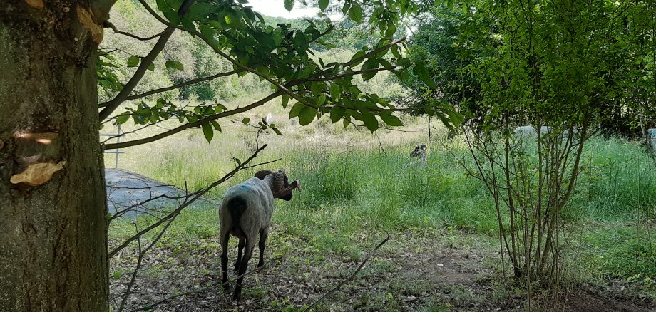 Eine Heidschnucke steht unter einem Baum.