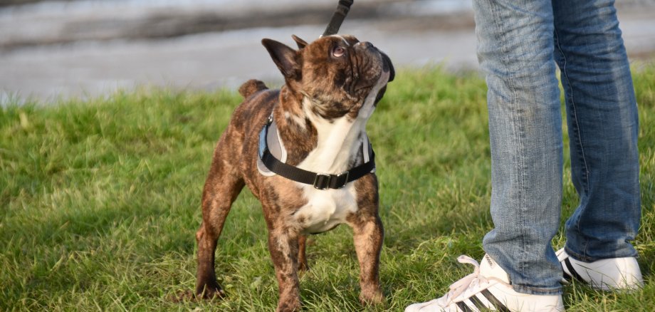 Eine kleine Bulldoge an der Leine schaut zu ihrem Herrchen.