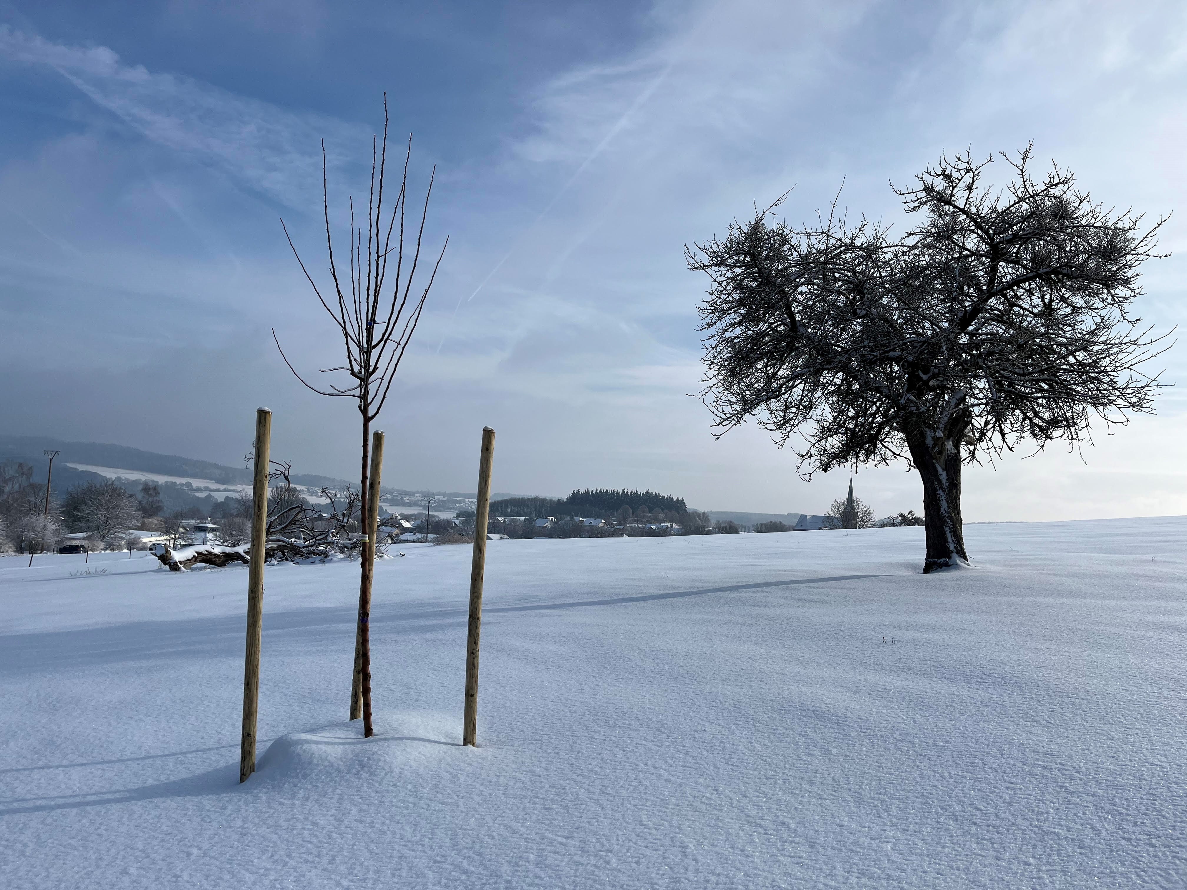 Ein junger Baum steht im Schnee. Im Hintergrund ein großer Baum.