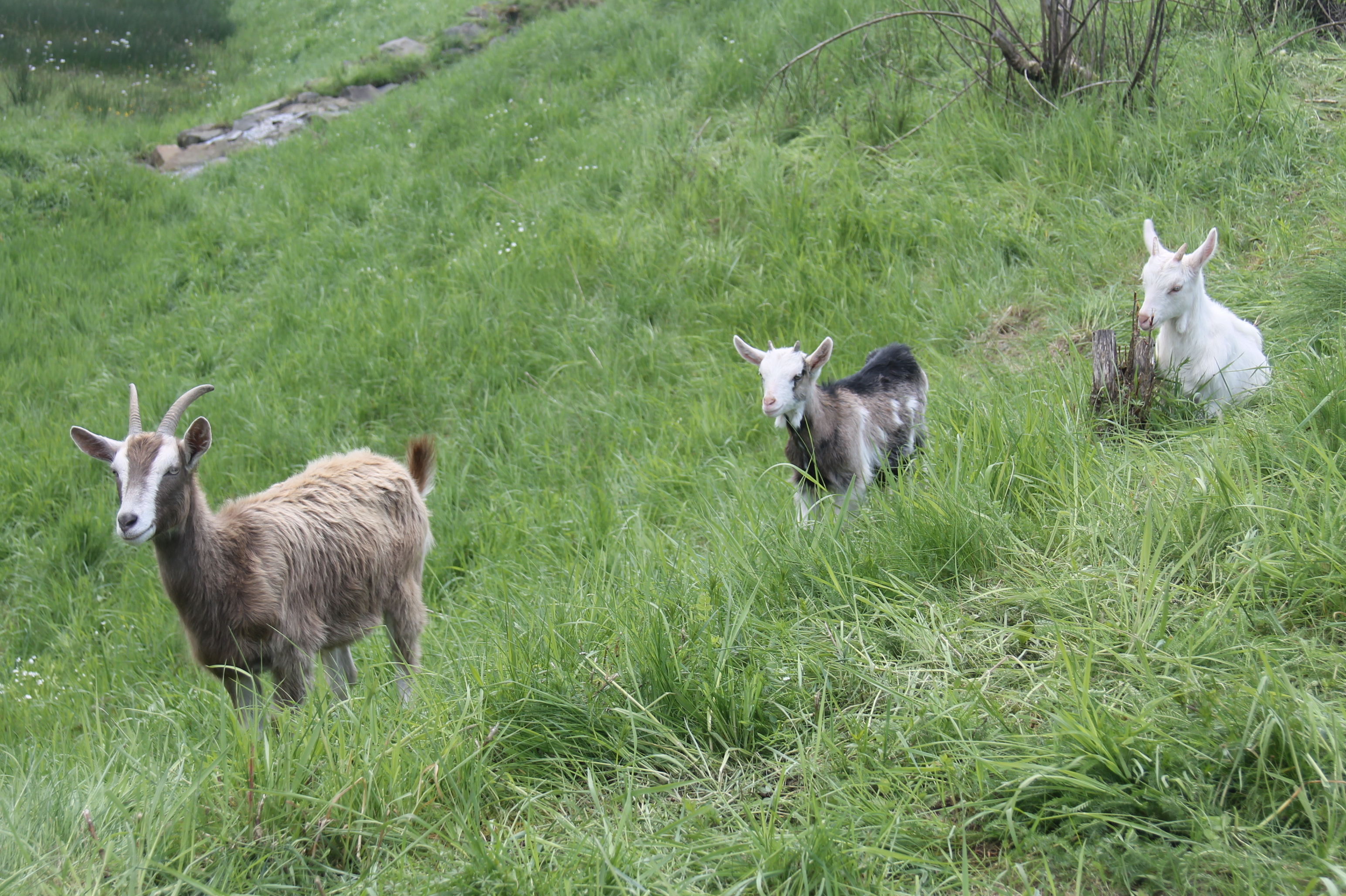 Drei Ziegen auf der Wiese.