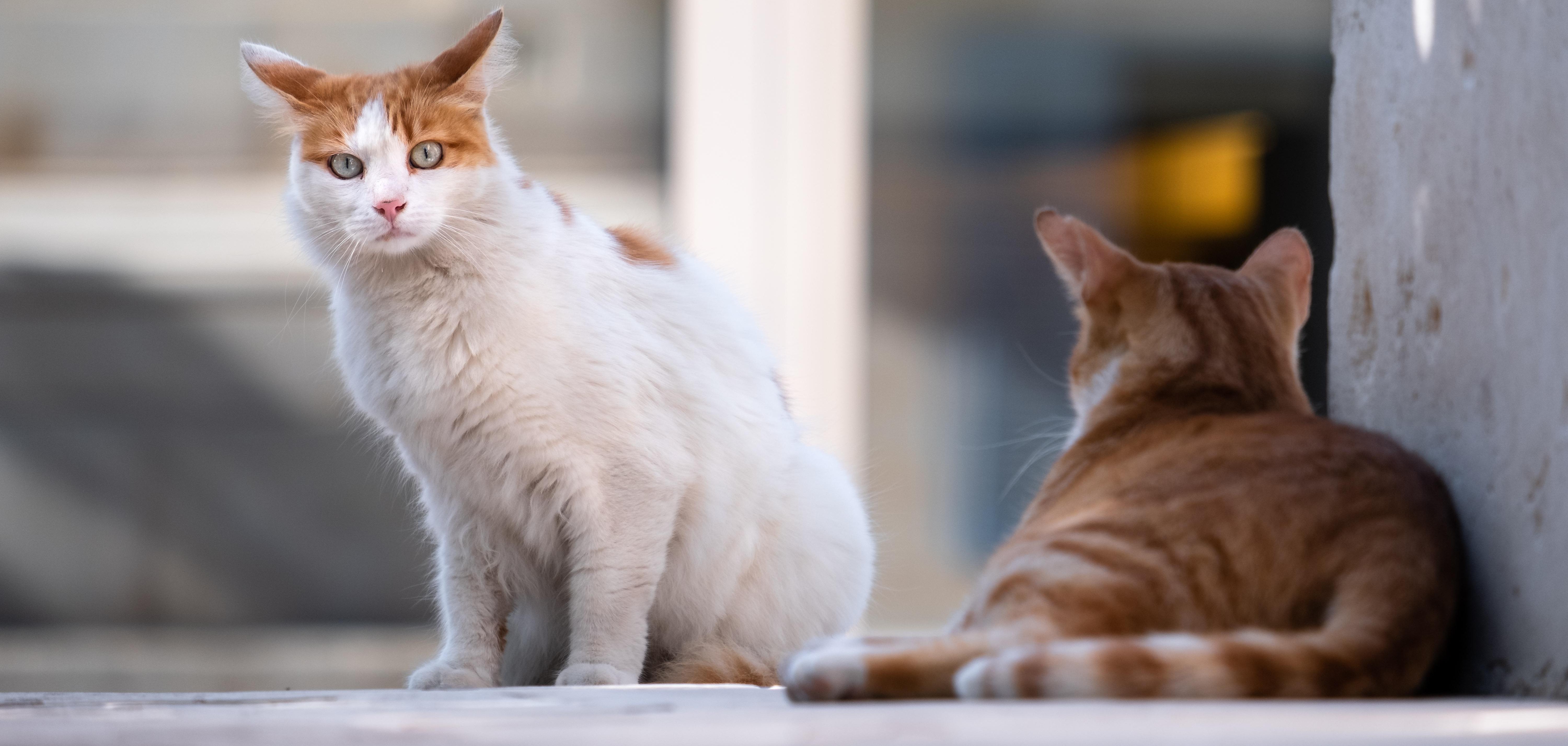 Zwei streunende Katzen auf einer urbanen Straße: Eine weiß-orange gefleckte Katze sitzt aufrecht und schaut direkt in die Kamera, während eine zweite, rot getigerte Katze mit dem Rücken zur Kamera entspannt liegt. Der Hintergrund ist verschwommen und zeigt eine helle, moderne Gebäudefassade.