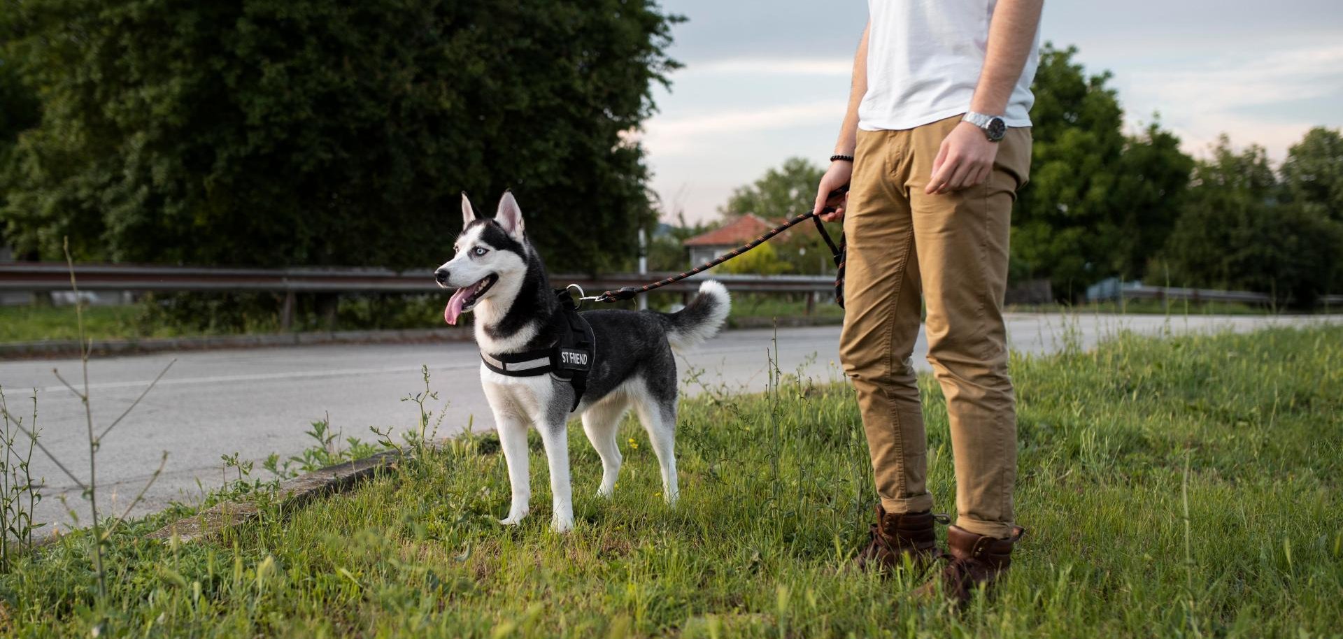 Bild zeigt Hund an einer Leine mit Mensch