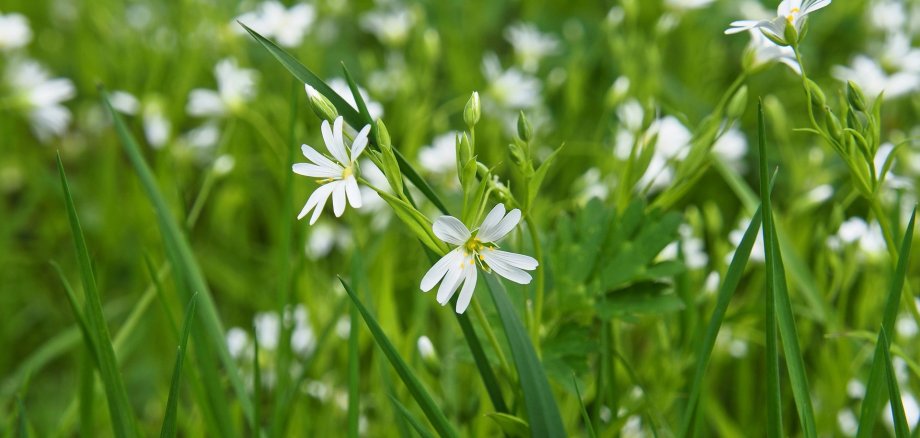 Eine Blumenwiese.