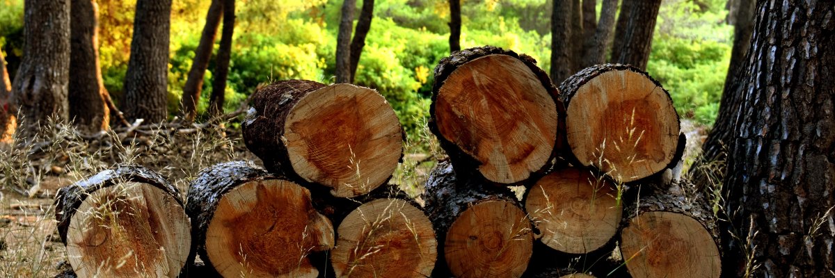 Ein Stapel Baumstämme im Wald. Foto: pixabay.com Ein Stapel Baumstämme im Wald