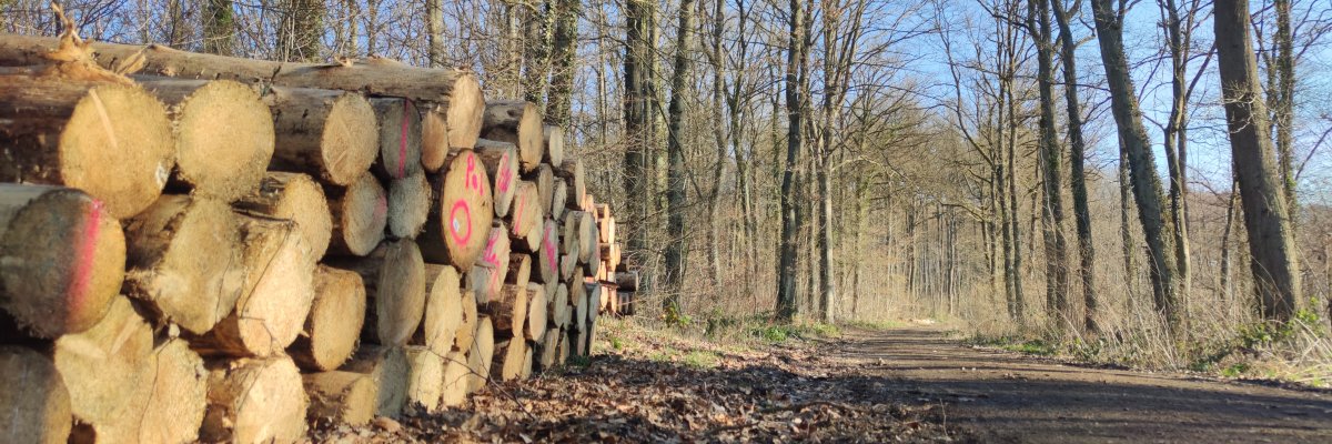 Bild zeigt einen Waldweg im Winter