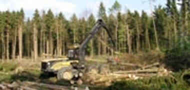 Rohstoff Holz