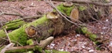 Waldnaturschutz