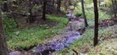 Waldnaturschutz