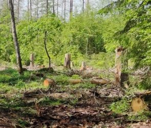 Waldnaturschutz